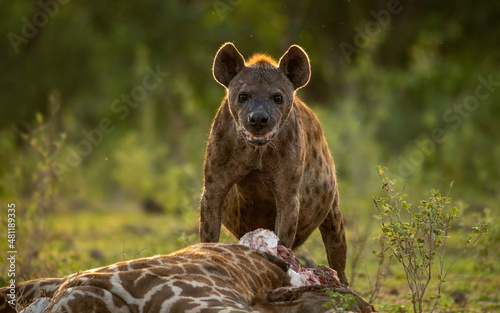 Fototapeta Hyena feasting a dead giraffe in Ngorongoro