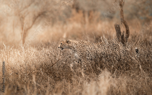 cheetah in serengeti (ID: 481189366)