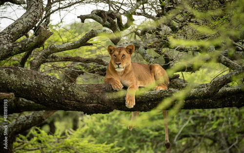 Lion relaxing on the tree in Ngorongoro (ID: 481189393)