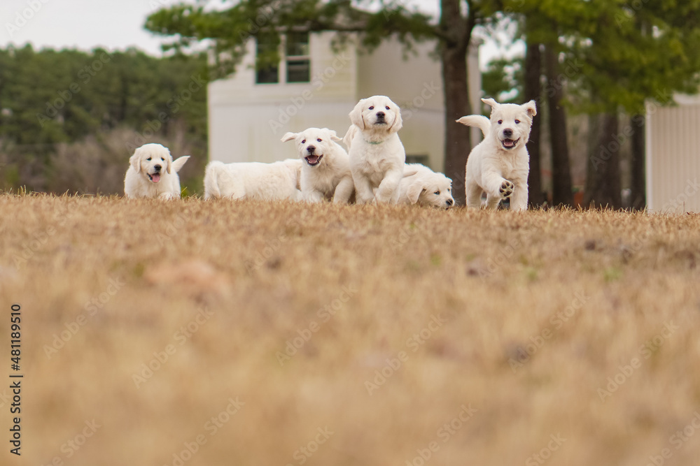 White Golden Retriever Puppies Playing White Golden Retriever Puppies Playing