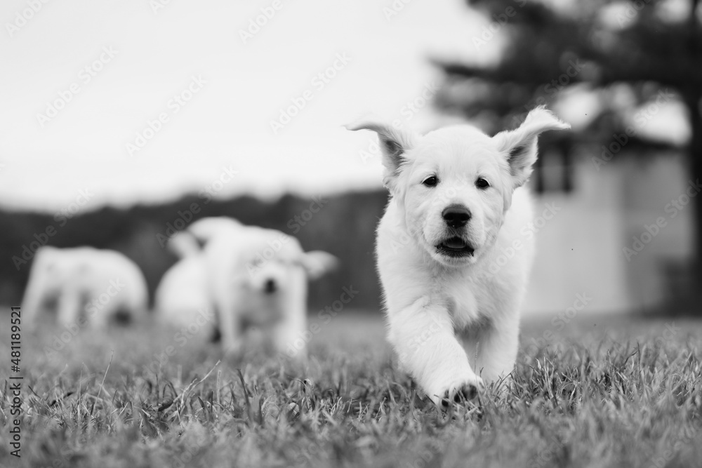 White Golden Retriever Puppies Playing White Golden Retriever Puppies Playing
