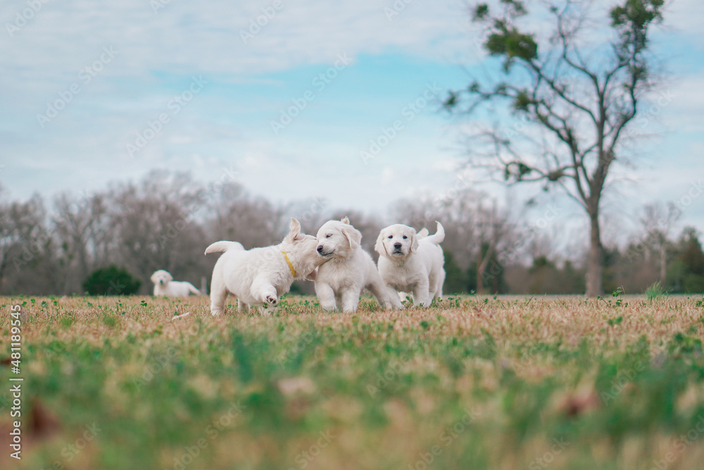 Fototapeta premium White Golden Retriever Puppies Playing