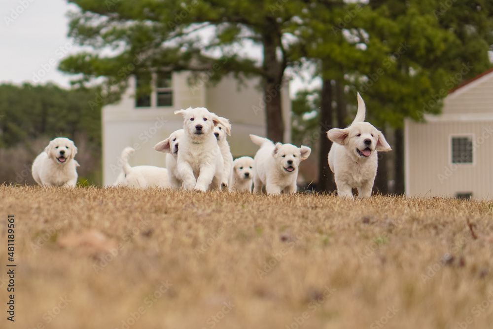 White Golden Retriever Puppies Playing White Golden Retriever Puppies Playing