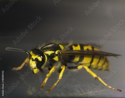macro photography of a bee © Мария Быкова