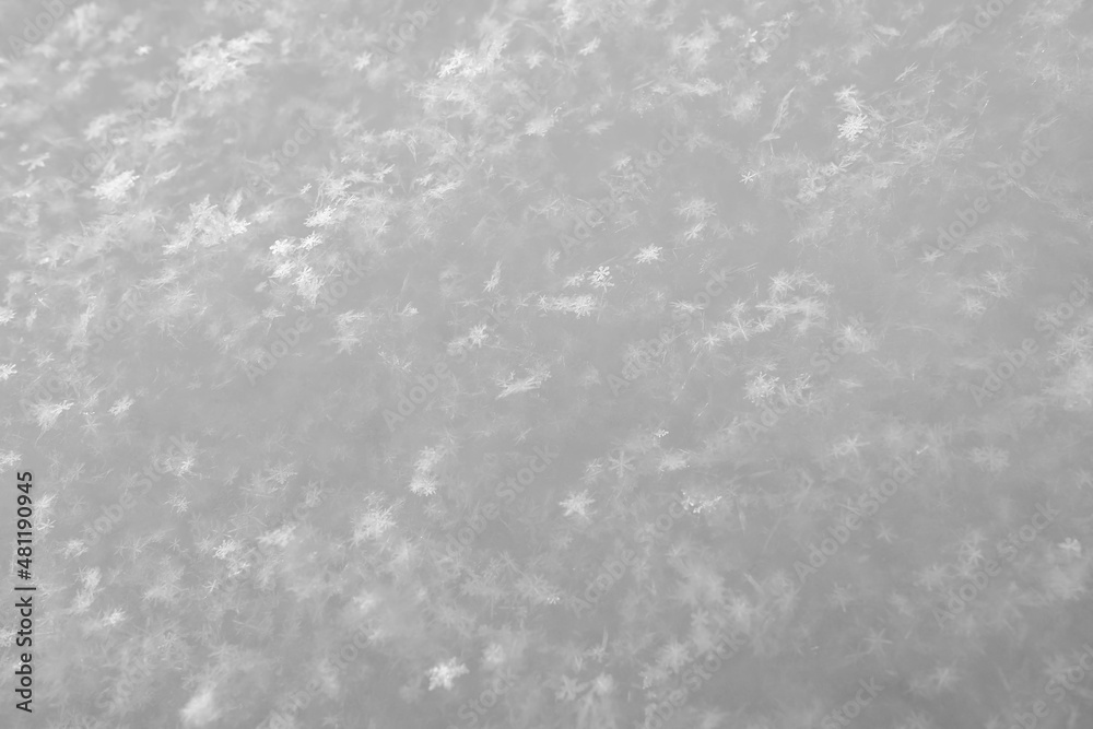 Crystals of snowflakes glow in the rays of the sun, on fluffy snow, on a frosty winter day. Copy space. Black and white photo. Crystals of snowflakes glow in the rays of the sun, on fluffy snow, on a frosty winter day. Copy space. Black and white photo.