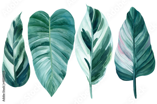 Tropical leaves on white background  watercolor illustration  jungle design