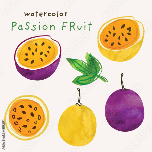 Passion fruit watercolor illustration set. Painterly watercolor texture and ink drawing elements. Hand drawn and hand painted