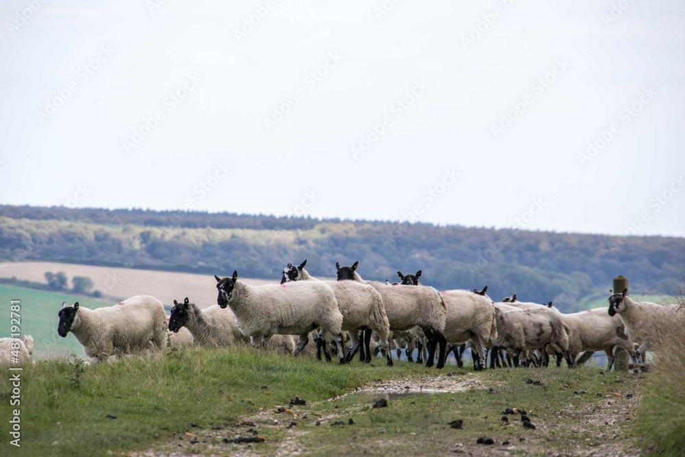 line of sheep crossing the footpath on top a hill in West Sussex England countryside line of sheep crossing the footpath on top a hill in West Sussex England countryside