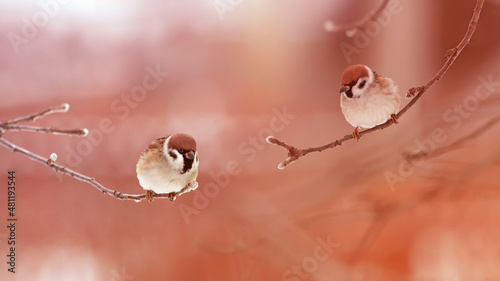 pair of sparrow birds sitting on a branch in sunny park