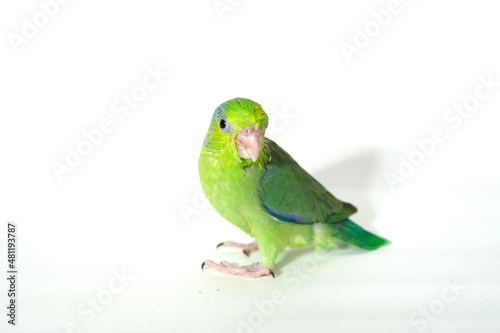 Forpus baby bird parrot (green color) 38 day old standing on white background, it is the smallest parrot in the world.