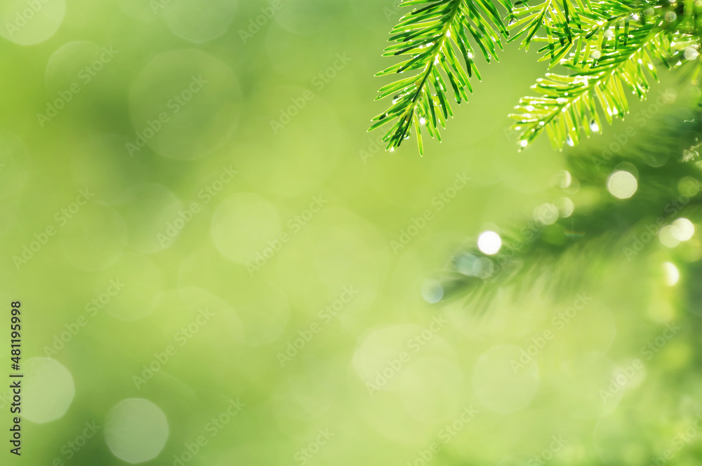 Obraz premium Spring natural background. Young spruce branch in drops of rain.