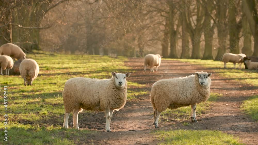 4K video clip showing flock of sheep looking into the camera on a path with trees on a farm at sunset 4K video clip showing flock of sheep looking into the camera on a path with trees on a farm at sunset