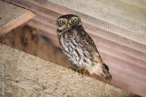 Sitting Stone-owl