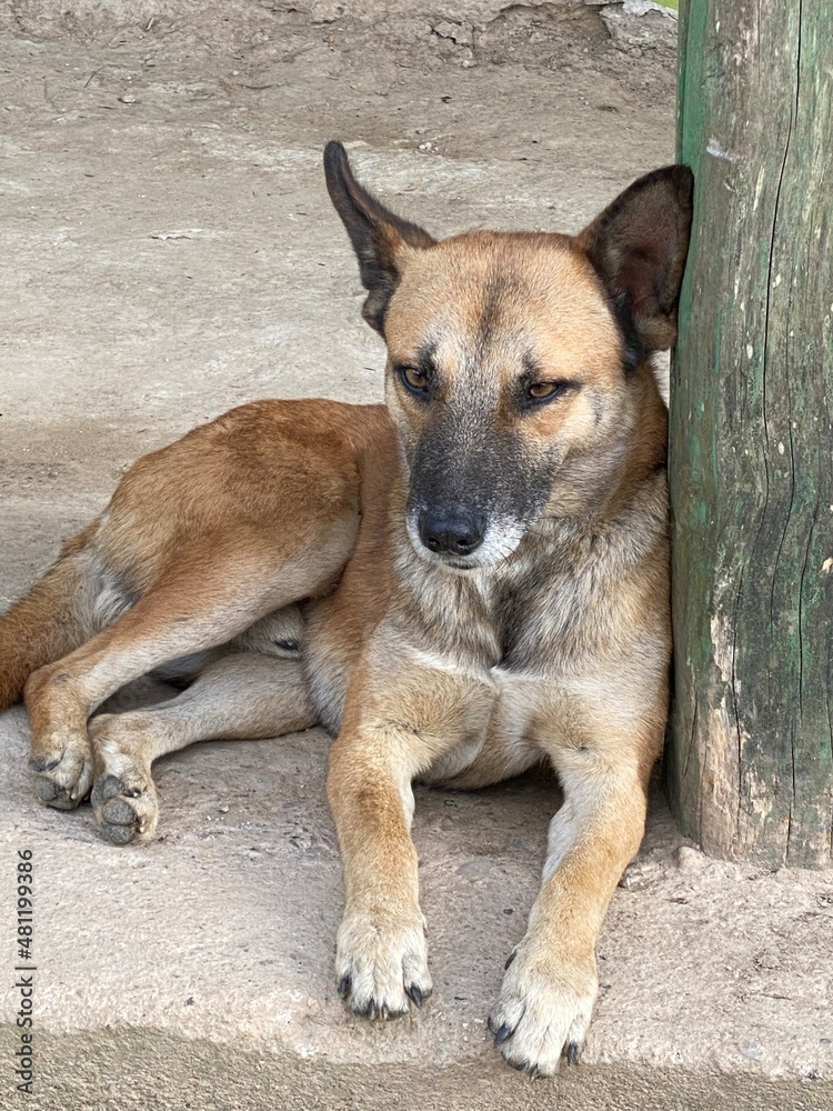 german shepherd dog