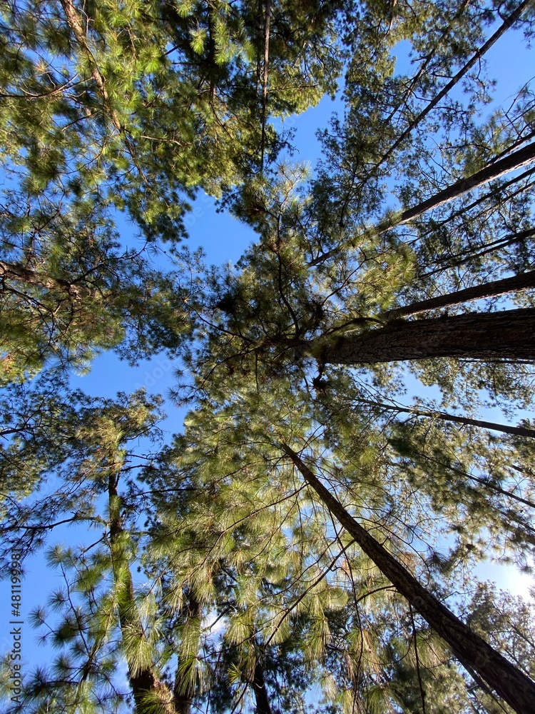 Fototapeta premium trees in autumn