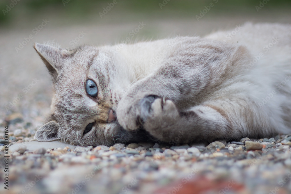 Portrait of a funny stray white and gray siamese mix cat with beautiful blue eyes lying down on the ground outside playing and chewing on a fluffy gray fake mouse toy Portrait of a funny stray white and gray siamese mix cat with beautiful blue eyes lying down on the ground outside playing and chewing on a fluffy gray fake mouse toy