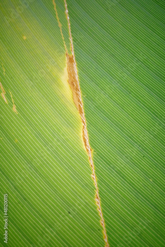 leaf20