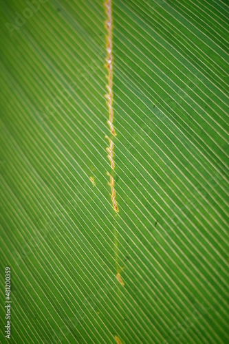 leaf10
