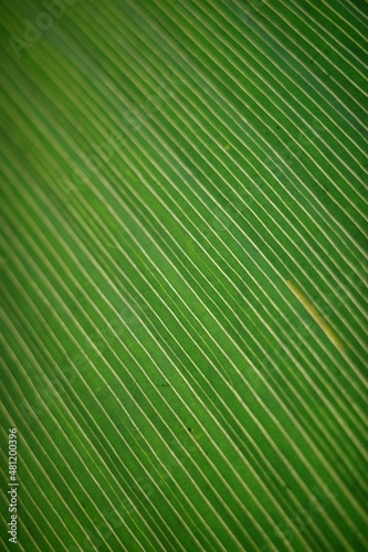 leaf9