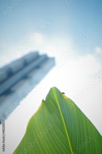 leaf2