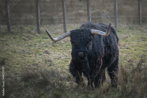 black and white bull