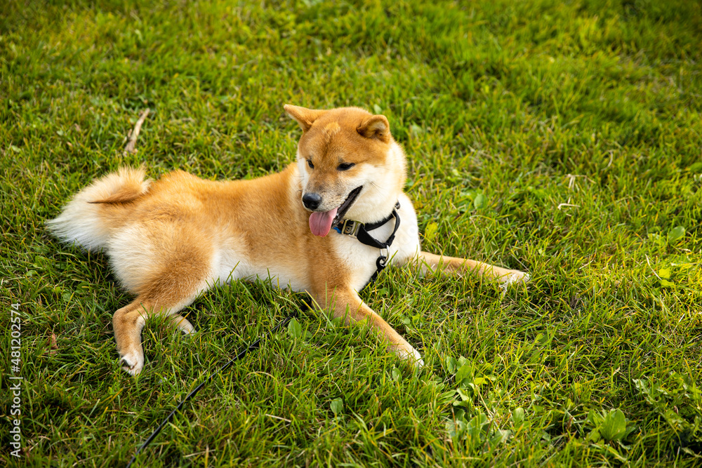 Happy shiba inu dog on the summer grass in the park