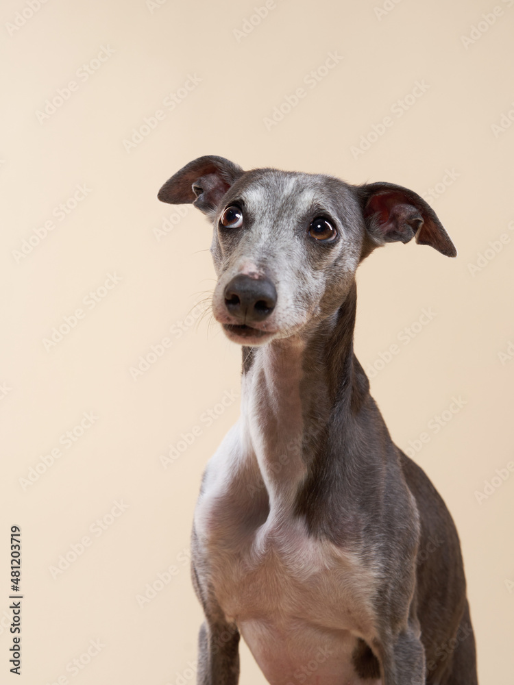 Portrait of a greyhound dog. handsome whippet in a photo studio