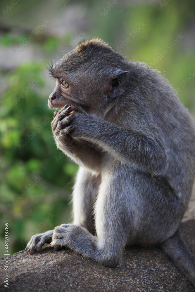 The monkey sits on a stone and eats fruit in the temple of Uluwatu, Bali, Indonesia The monkey sits on a stone and eats fruit in the temple of Uluwatu, Bali, Indonesia