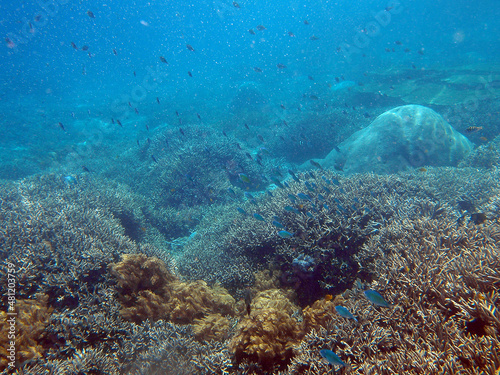 Fototapeta Naklejka Na Ścianę i Meble -  The sunlit coral reef in lagoon of Indian Ocean near Bali, Indonesia