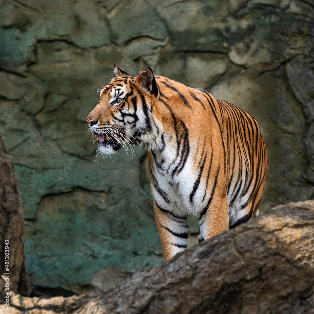 The tiger stands to look at something with interest. The tiger stands to look at something with interest.