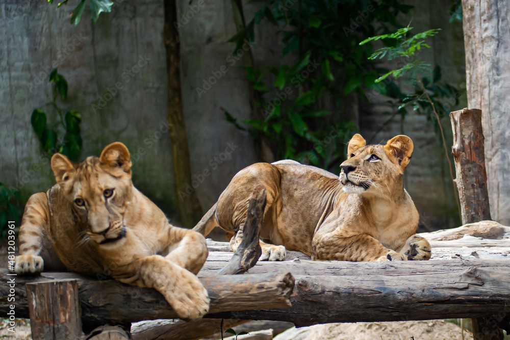 Naklejka premium Two young Lion cubs around 6-month-old cub playing together.