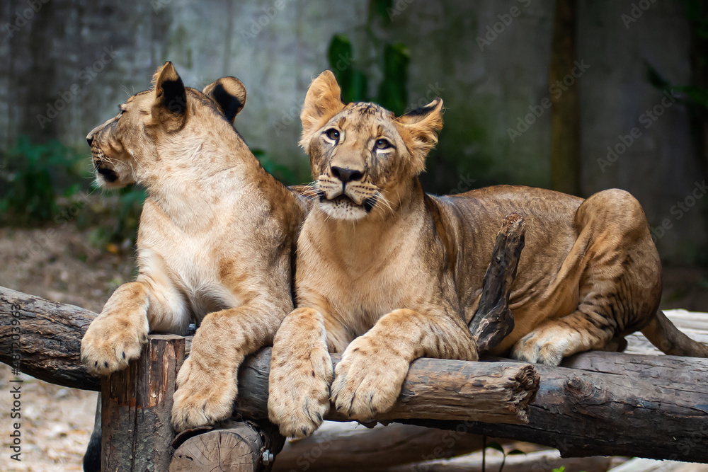 Two young Lion cubs around 6-month-old cub playing together. Two young Lion cubs around 6-month-old cub playing together.