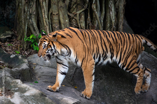 Tiger walking foraging in the forest  the nature of mammals.