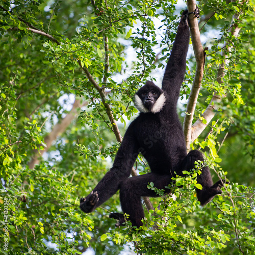Photography white-cheeked gibbon or Lar gibbon
