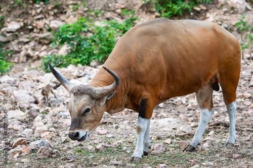Banteng, Bos javanicus is a rare animal in nature. photo
