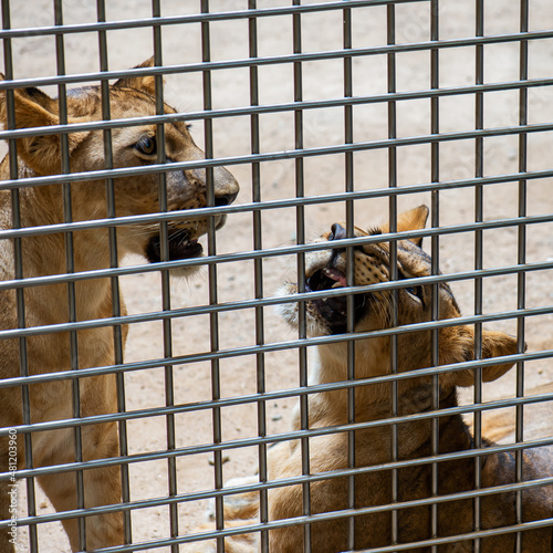 Two young Lion cubs around 6-month-old cub playing together.