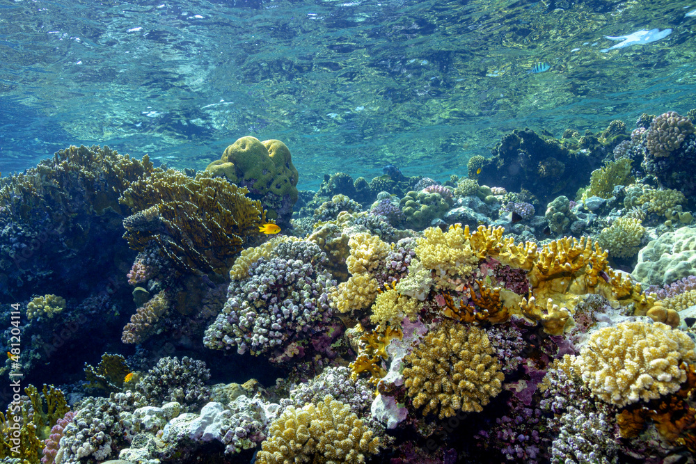 Tropical fish swimming in reefs in blue sea Tropical fish swimming in reefs in blue sea