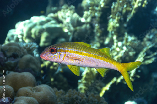 Exotic yellow goatfish swimming in clear sea photo