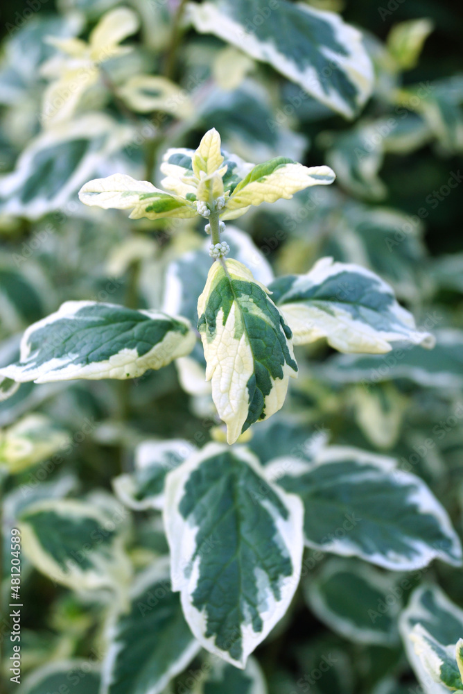The green-and-white variegated foliage of 'White Surprise' blue mist shrub (Caryopteris x clandonensis 'White Surprise') The green-and-white variegated foliage of 'White Surprise' blue mist shrub (Caryopteris x clandonensis 'White Surprise')