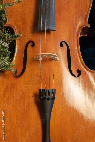 Body of a cello on Christmas tree background. Cello and pine branches.