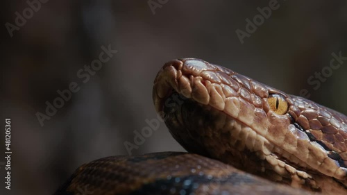 A large reticulated python curled up in a ring, lies in the branches of a tree. Close-up shot