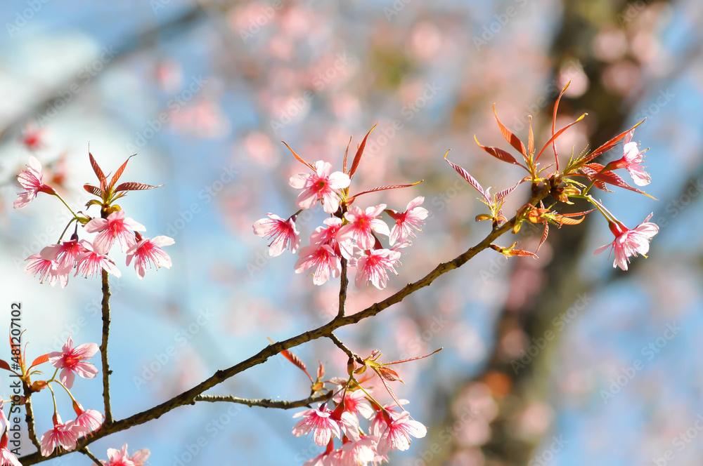 wild himalayan cherry or prunus cerasoides, sakura or Wild Himalayan Cherry wild himalayan cherry or prunus cerasoides, sakura or Wild Himalayan Cherry