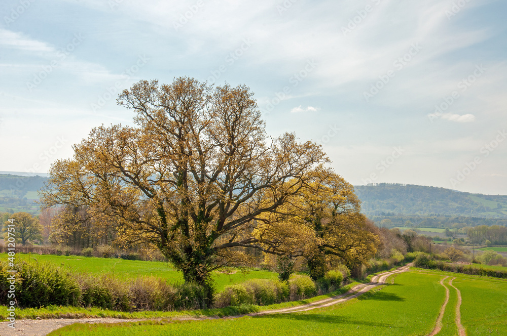 Landscape with trees and blue sky Landscape with trees and blue sky