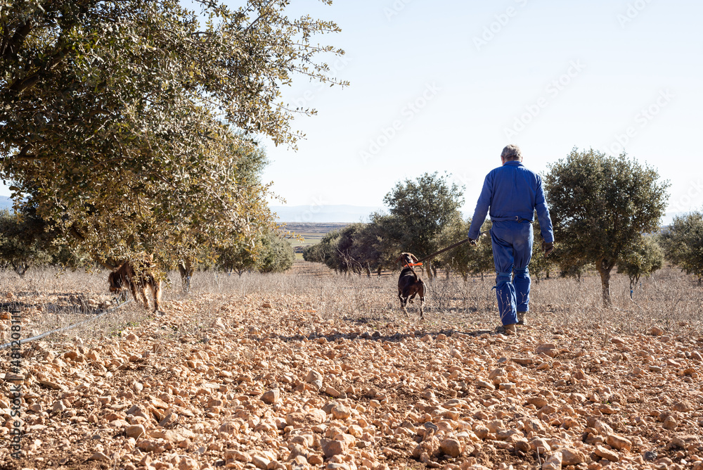 Φωτογραφία Male farmer with his dogs harvesting black truffles in a holm oak field