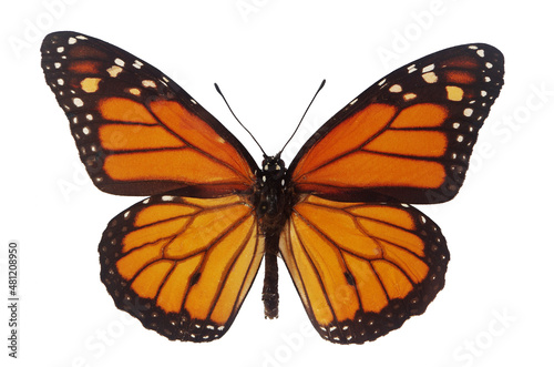Butterfly Danaida Monarch (Danaus plexippus). Isolated on white.