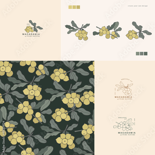 Vector illustration macadamia branch - vintage engraved style. Logo composition in retro botanical style.