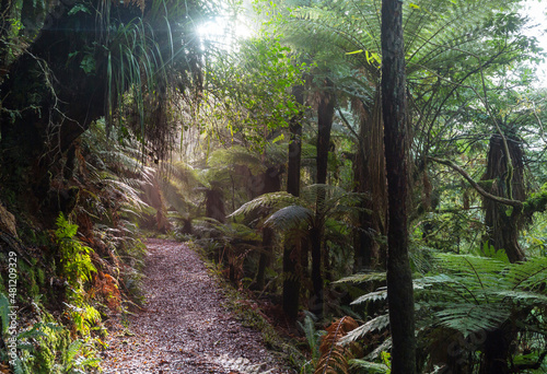 Fototapeta Naklejka Na Ścianę i Meble -  New Zealand forest