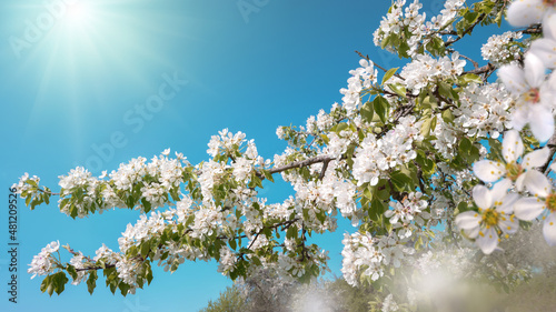 White blossoms on a branch in beautiful bright sunlight with clear blue sky in the background