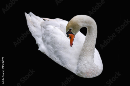 Beautiful mute swan, Cygnus olor, swimming in the lake