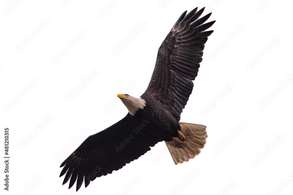Obraz premium Bald Eagle Flying